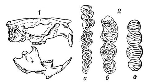 Череп и зубы грызунов