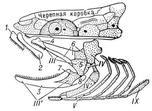 Череп костной рыбы