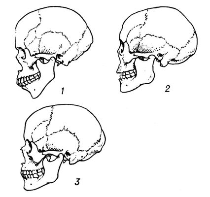 Черепа представителей трех больших рас