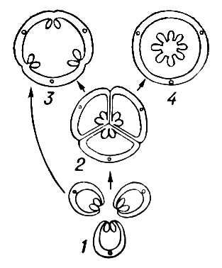 Эволюция плодов и гинецеев (схема)