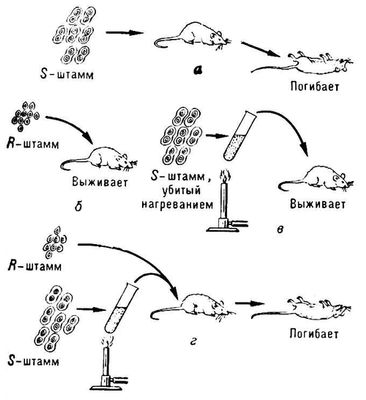 Эксперимент Гриффита (схема)